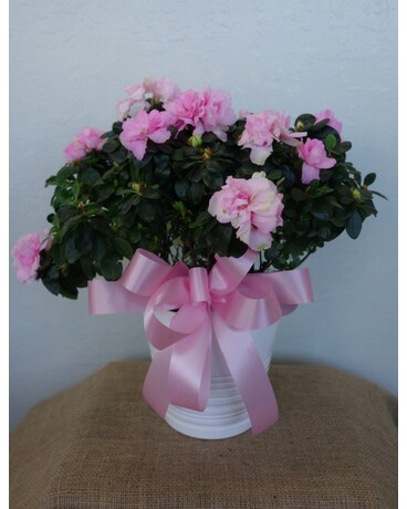 Potted Azalea Flower Arrangement