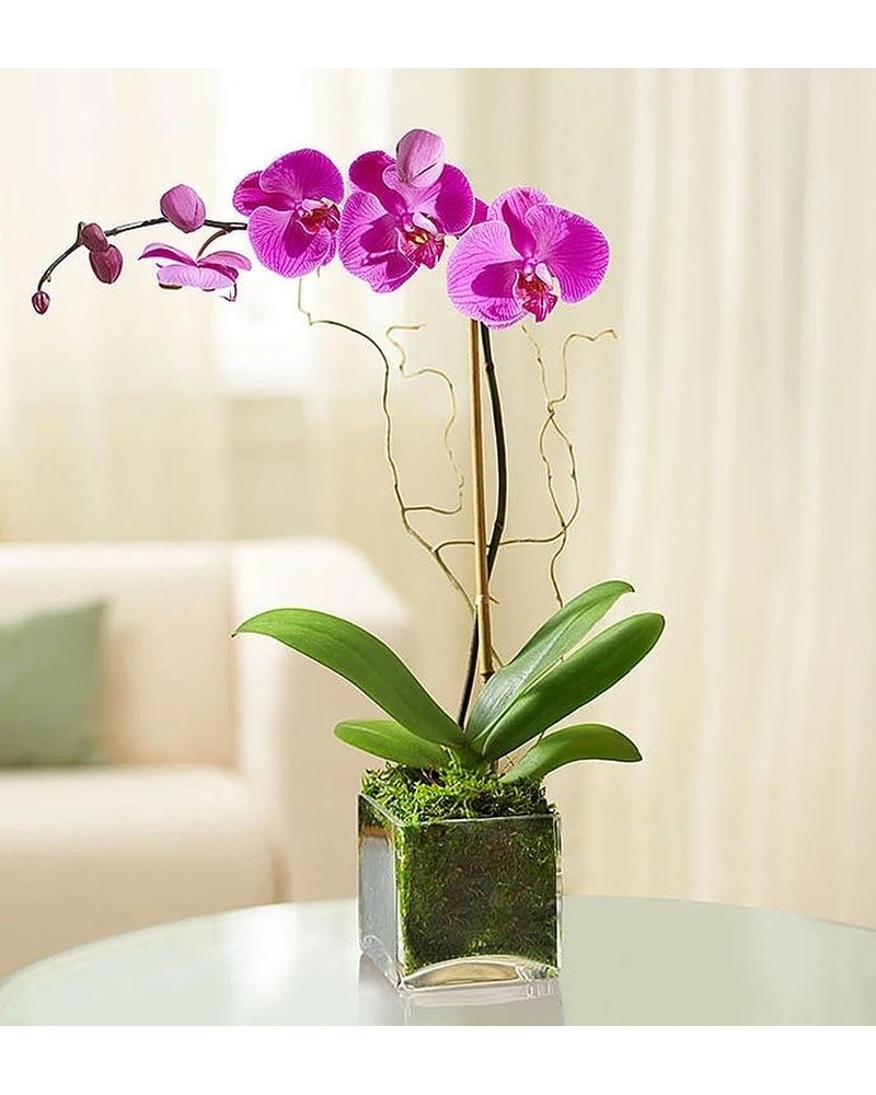 Tainted Love Orchid in Miami FL - Brickell Ave. Flowers & Gifts