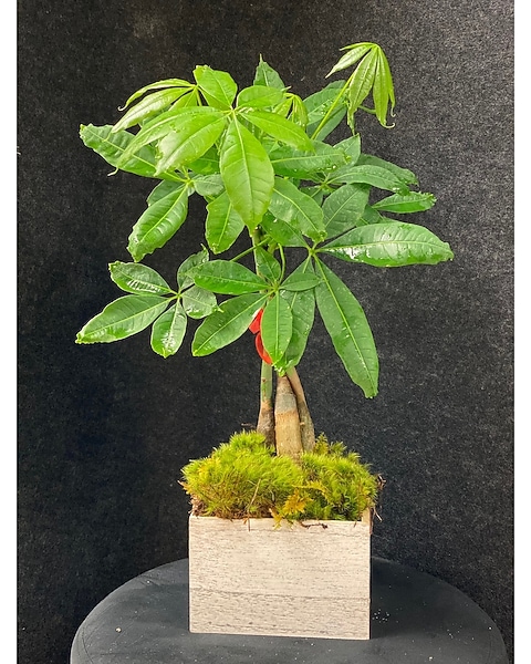 Money Tree in Miami FL - Brickell Ave. Flowers & Gifts