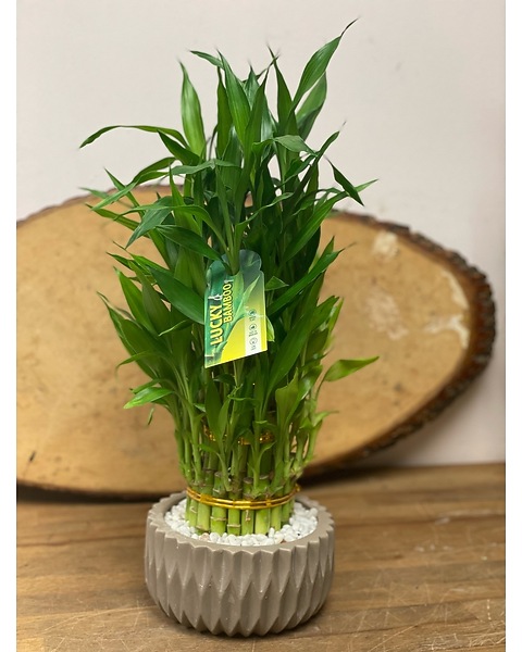 Lucky Bamboo in Miami FL - Brickell Ave. Flowers & Gifts