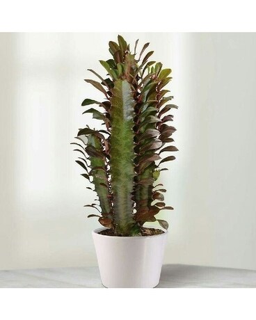 African milk tree Plant