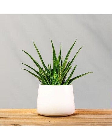 ALOE VERA Plant