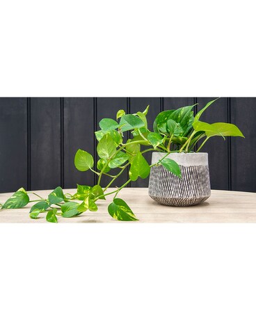 Hanging Pothos Plant
