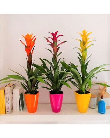 bromeliad Plant