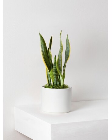 snake plant Plant