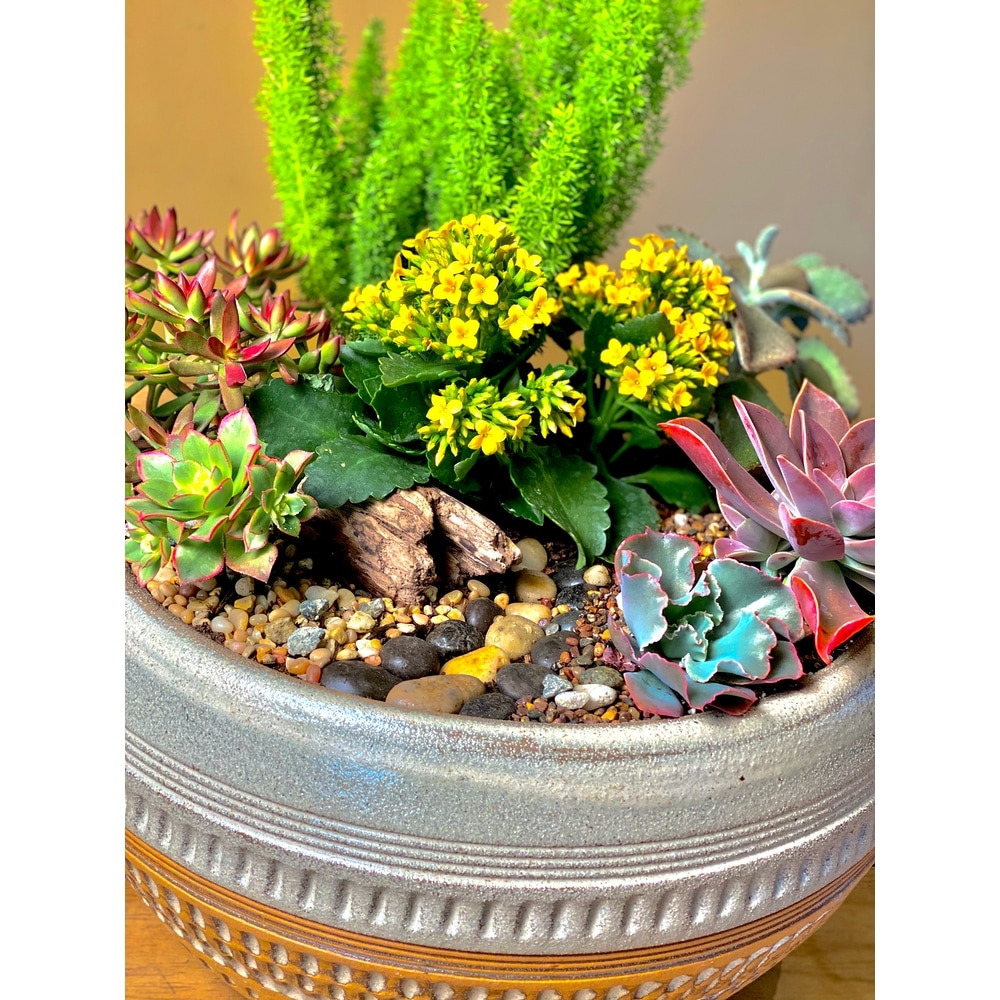 Fern Creek Outdoor Succulent Planters in Santa Cruz CA - Ferrari