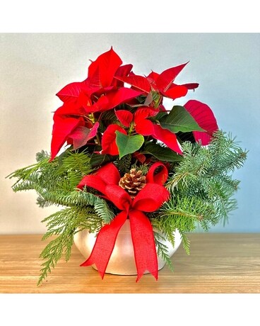 Holiday Poinsettia Ceramic Planter Plant
