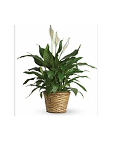 Peace Lily Plant in Basket Plant