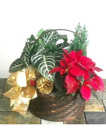 Holiday Zebra Plant Garden Plant
