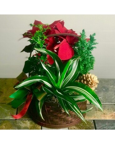 Holiday Garden Basket Plant