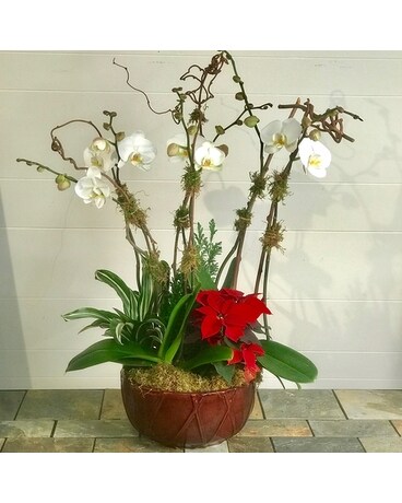 Premium Holiday Orchid Garden Dish Garden Plant