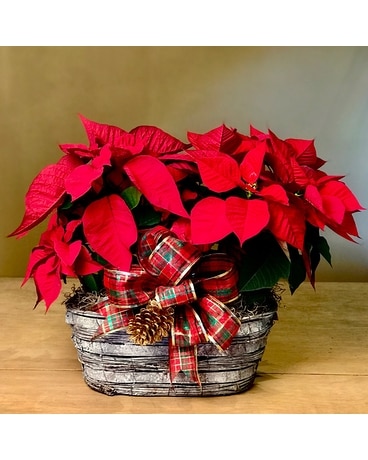 Double Poinsettia Basket Plant