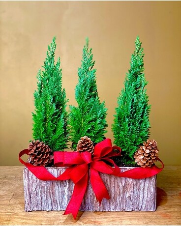 Three Trees O'Christmas Plant