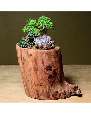 Natural Wood Succulent Gardens Plant