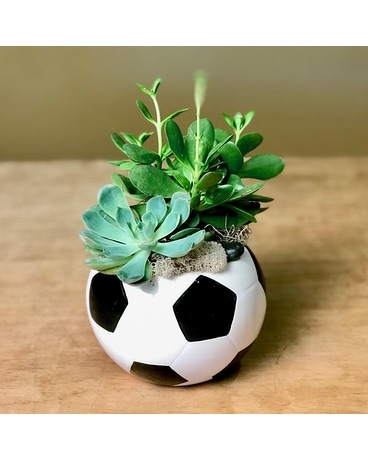 Soccer Ball Succulent Garden Specialty Arrangement
