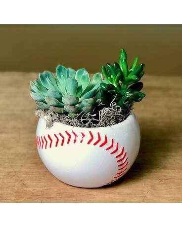 Baseball Succulent Garden Specialty Arrangement