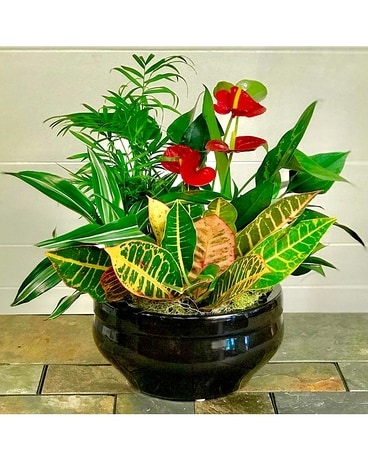 Tropical Garden Dish Garden Plant
