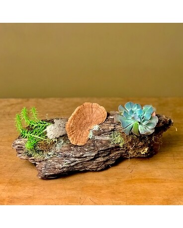 Santa Cruz Driftwood Succulent Log Specialty Arrangement