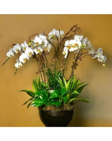 Ultra Premium Orchid Garden Plant