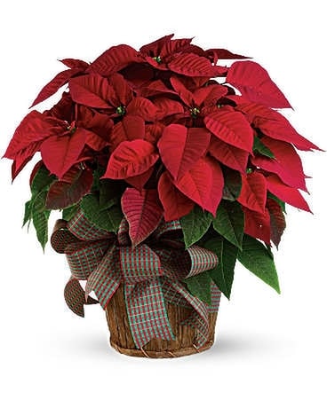 Premium RED Poinsettias Plant