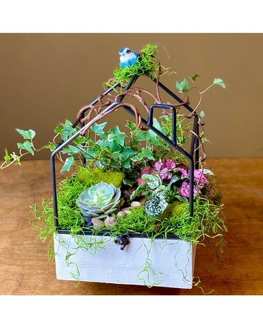 Sparrow's Garden Dish Garden Plant