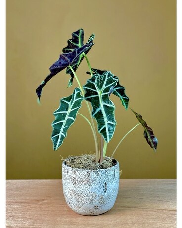 Elephant Ear Alocasia Plant