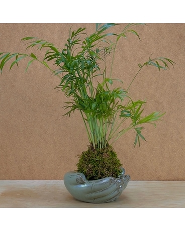 gotu kola plant Gotu Kola Extract (Centella asiatica) – Circulation, Memory & Skin  Regeneration – Elliotti main image 1