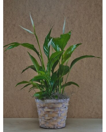 jade plant soil mixture GARDENERA Premium Jade Plant Potting Soil Mix main image 0