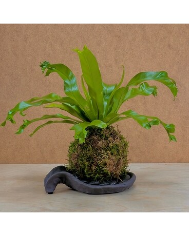 Kokedama & Pottery Delivery Santa Cruz CA - Ferrari Florist & Gardens