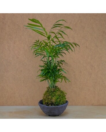 Kokedama & Pottery Delivery Santa Cruz CA - Ferrari Florist & Gardens
