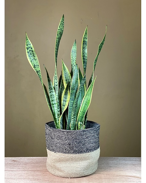 Snake Plant Sansevieria