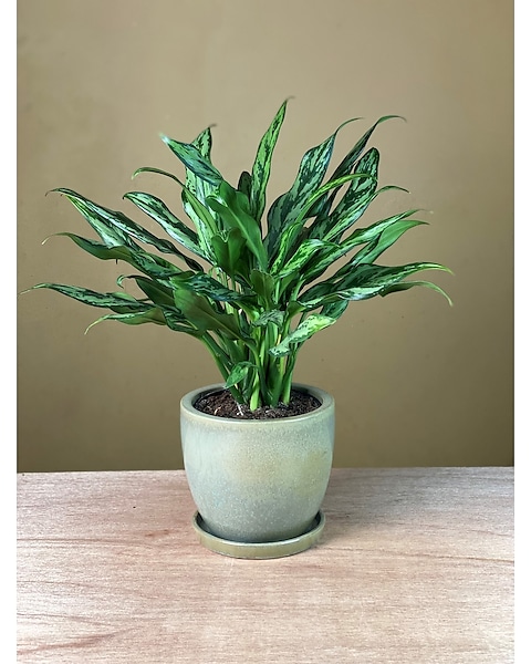 Mary Ann Aglaonema