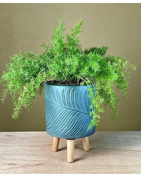 Asparagus Sprengeri Fern in Santa Cruz CA - Ferrari Florist & Gardens