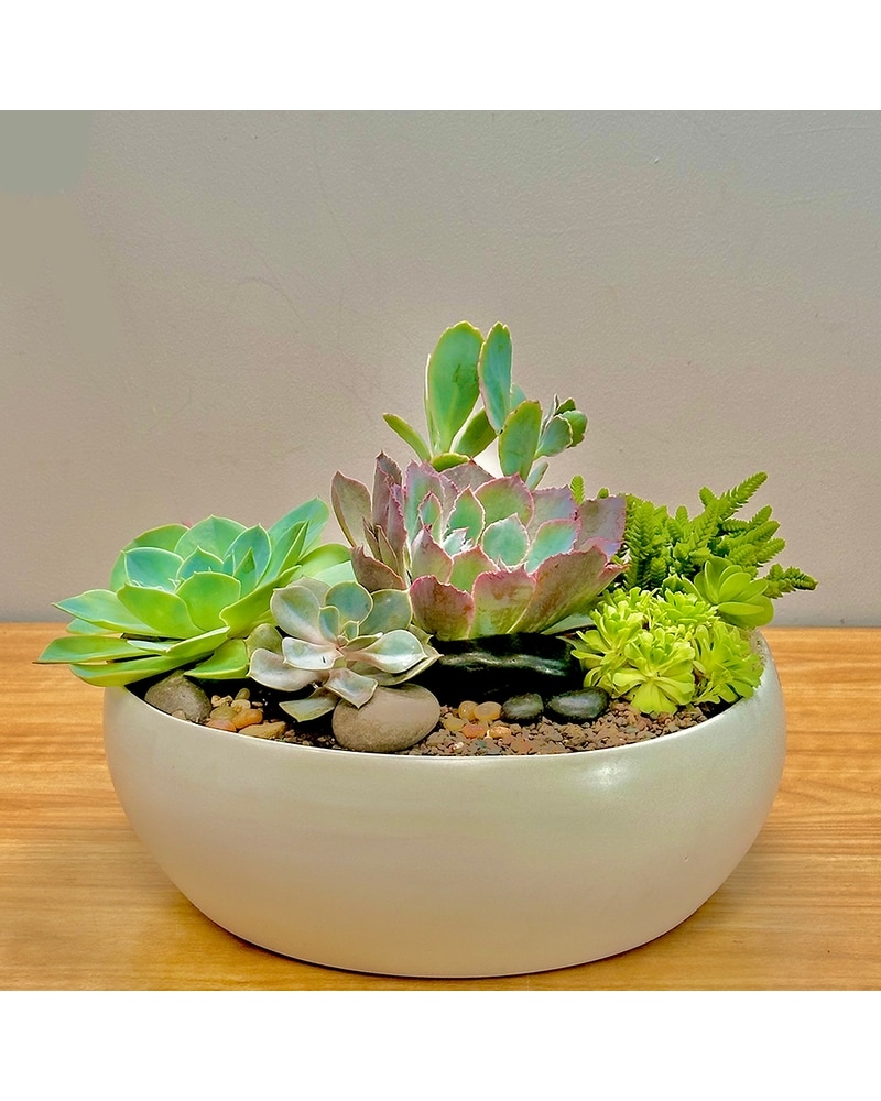 Premium Succulent Garden - Matte White in Santa Cruz CA - Ferrari