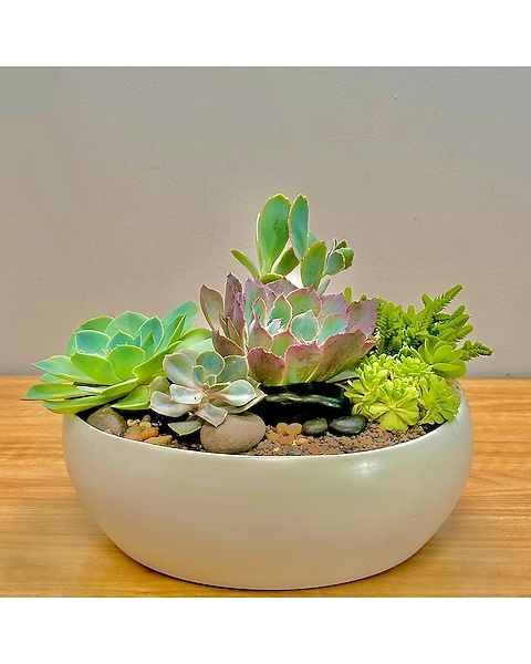 Premium Succulent Garden - Matte White in Santa Cruz CA - Ferrari Florist &  Gardens