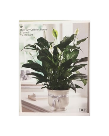 Custom Plant