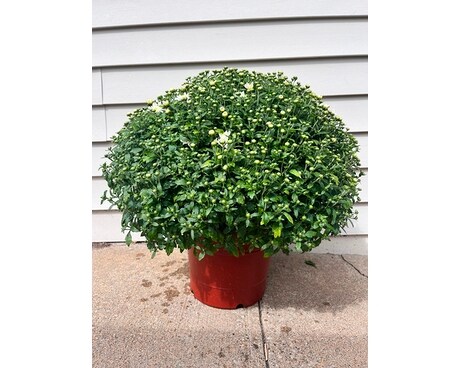 10inch Assorted Fall Hardy Mum Plant