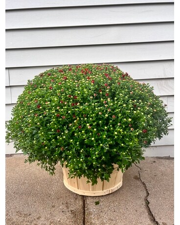 12inch Assorted Hardy Mum in A Basket Plant