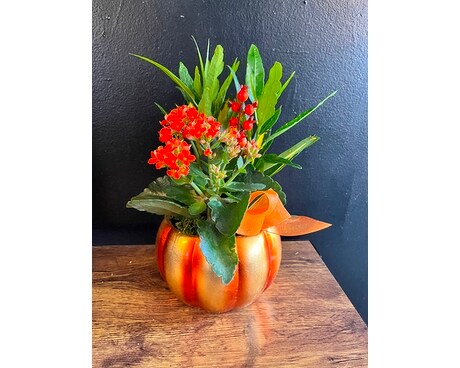 Pumpkin Dish Garden Plant