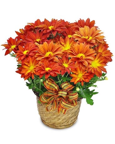 Chrysanthemum Plant Flower Arrangement