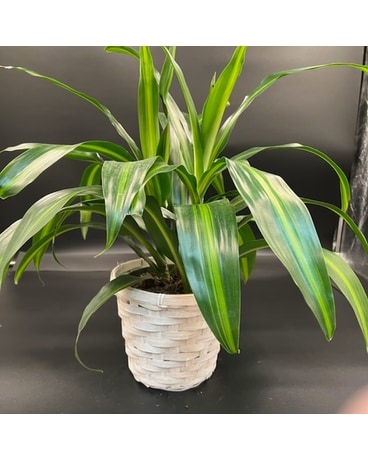 Hawaiian Sunshine (Dracaena)