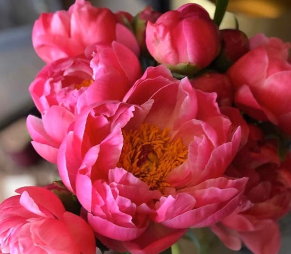 Anniversary Flowers & Gifts