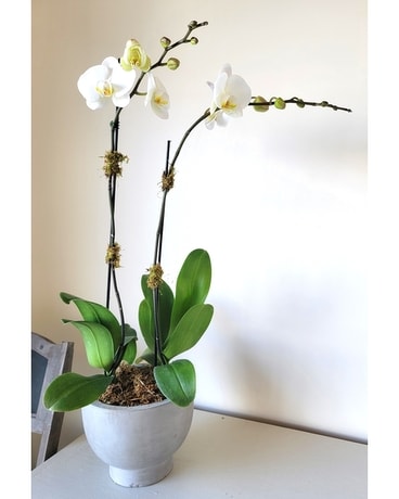 Double Stem Orchid Plant Flower Arrangement