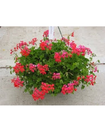 Hanging Basket