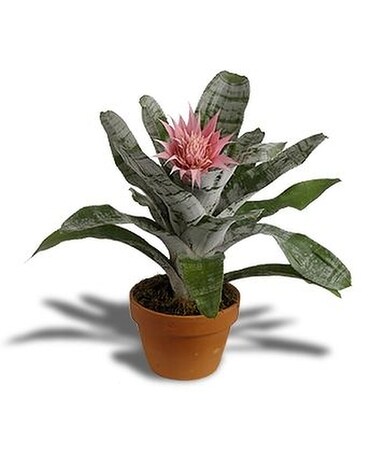 Pink Bromeliad Plant