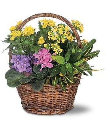 Petite European Basket Basket Arrangement