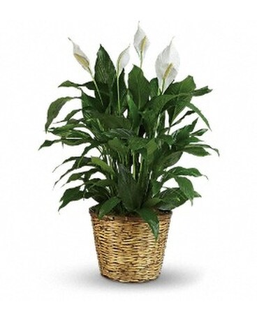 Peace Lily Large Plant