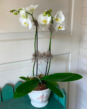 White Orchid Plant