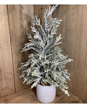 Winter Evergreen Tree Gifts