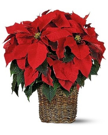 6 inch Poinsettia Plant